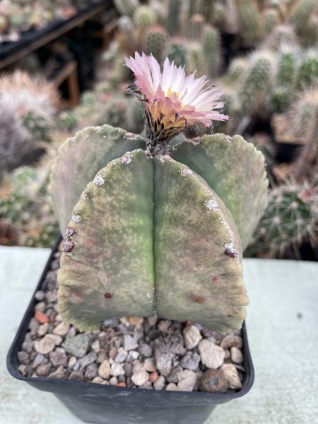 Astrophytum myriostigma nudum